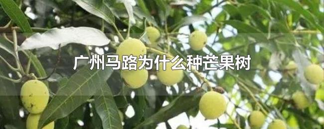 广州马路为什么种芒果树 广州马路为什么种芒果树