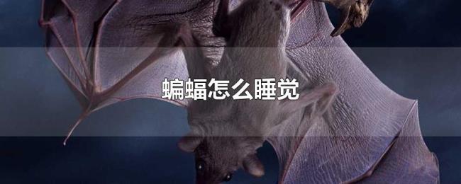 蝙蝠怎么睡觉