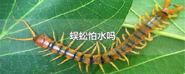 蜈蚣怕水吗 蜈蚣怕水吗