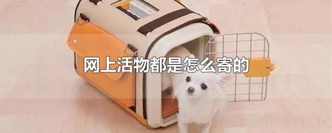 网上活物都是怎么寄的