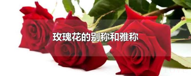 玫瑰花的别称和雅称 玫瑰花的别称和雅称