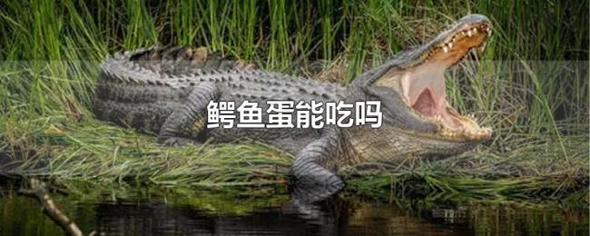 鳄鱼蛋能吃吗 鳄鱼蛋能吃吗