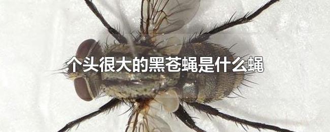 个头很大的黑苍蝇是什么蝇 个头很大的黑苍蝇是什么蝇