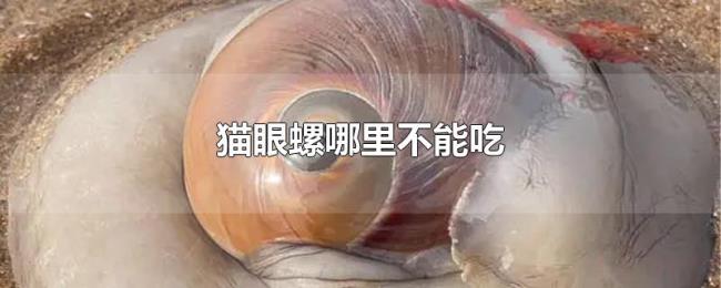 猫眼螺哪里不能吃 猫眼螺哪里不能吃