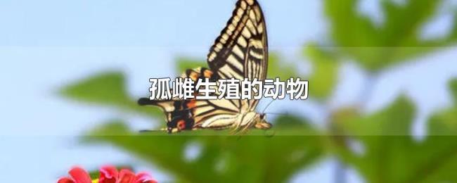 孤雌生殖的动物 孤雌生殖的动物