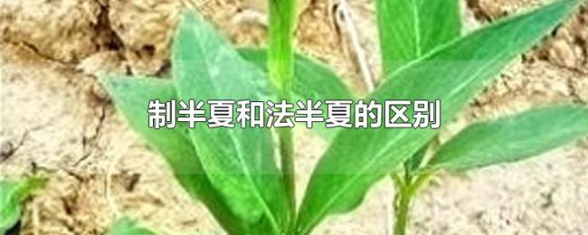 制半夏和法半夏的区别