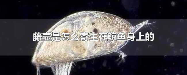 藤壶是怎么寄生在鲸鱼身上的