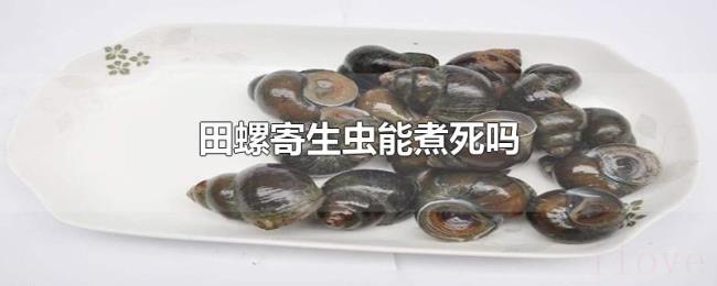 田螺寄生虫能煮死吗 田螺寄生虫能煮死吗