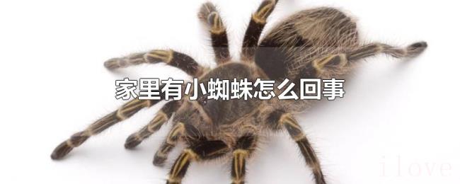 家里有小蜘蛛怎么回事