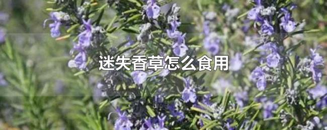 迷失香草怎么食用 迷失香草怎么食用