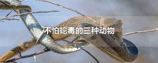 不怕蛇毒的三种动物 不怕蛇毒的三种动物