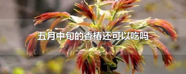 五月中旬的香椿还可以吃吗