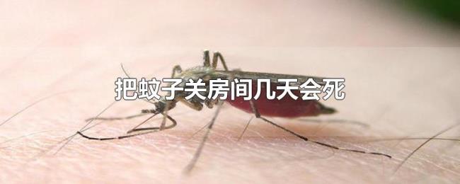 把蚊子关房间几天会死 把蚊子关房间几天会死