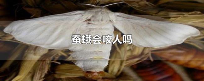 蚕蛾会咬人吗