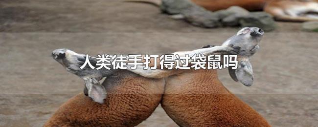 人类徒手打得过袋鼠吗
