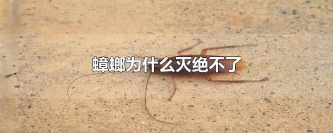 蟑螂为什么灭绝不了