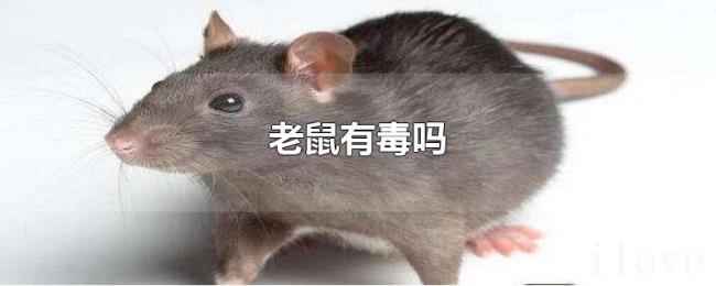 老鼠有毒吗 老鼠有毒吗