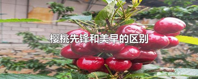 樱桃先锋和美早的区别