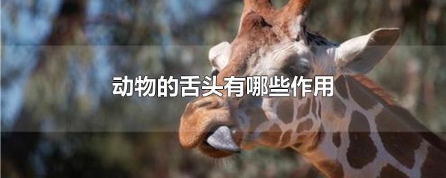 动物的舌头有哪些作用 动物的舌头有哪些作用