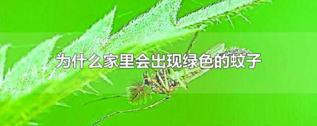 为什么家里会出现绿色的蚊子 为什么家里会出现绿色的蚊子