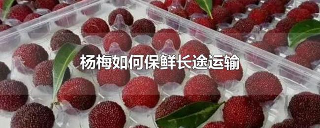 杨梅如何保鲜长途运输