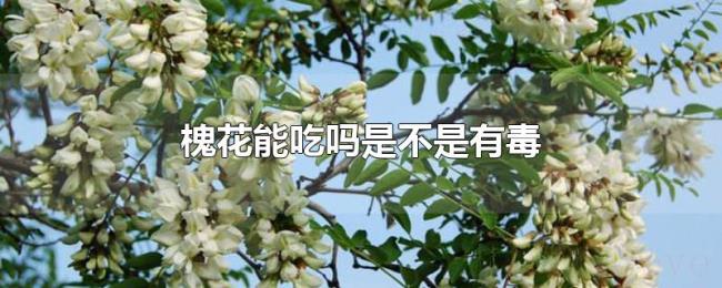 槐花能吃吗是不是有毒 槐花能吃吗是不是有毒