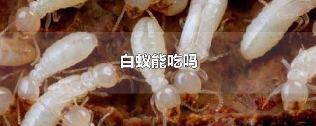 白蚁能吃吗 白蚁能吃吗