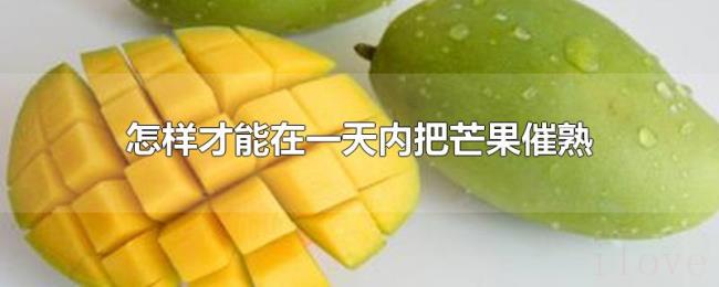 怎样才能在一天内把芒果催熟