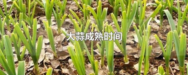 大蒜成熟时间