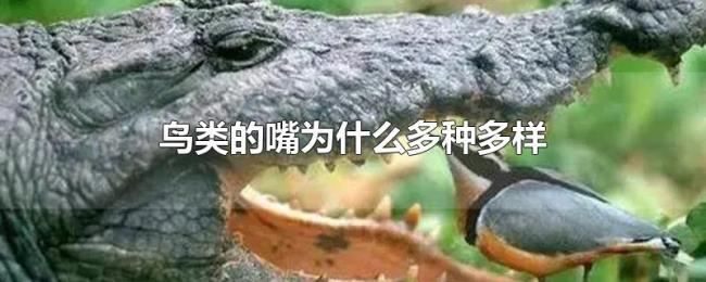 鸟类的嘴为什么多种多样
