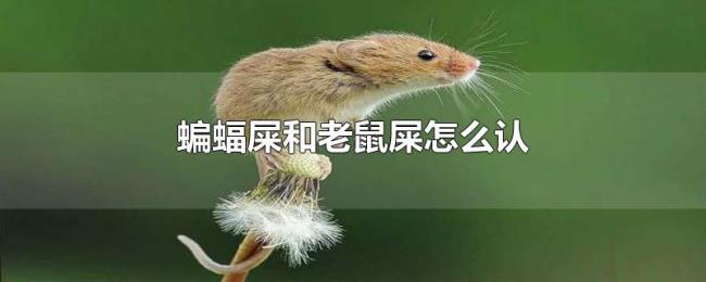 蝙蝠屎和老鼠屎怎么认 蝙蝠屎和老鼠屎怎么认