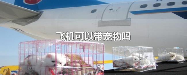 飞机可以带宠物吗 飞机可以带宠物吗