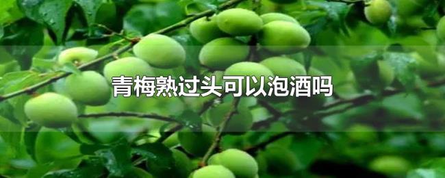 青梅熟过头可以泡酒吗 青梅熟过头可以泡酒吗