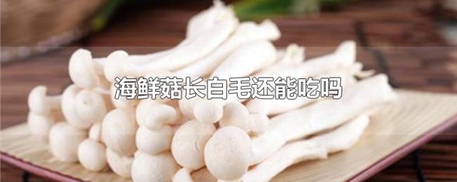 海鲜菇长白毛还能吃吗 海鲜菇长白毛还能吃吗
