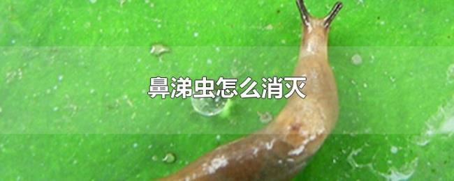 鼻涕虫怎么消灭 鼻涕虫怎么消灭