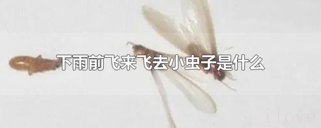 下雨前飞来飞去小虫子是什么 下雨前飞来飞去小虫子是什么