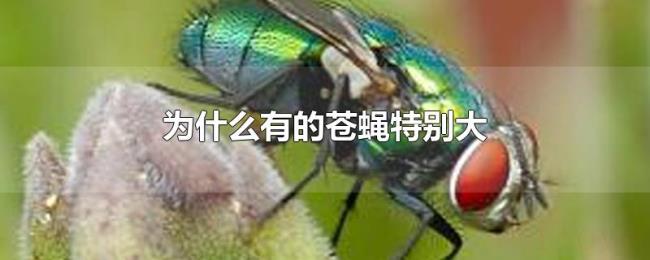 为什么有的苍蝇特别大 为什么有的苍蝇特别大