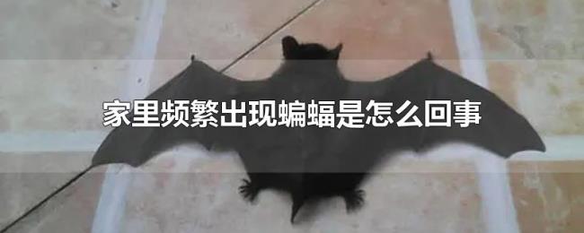 家里频繁出现蝙蝠是怎么回事 家里频繁出现蝙蝠是怎么回事