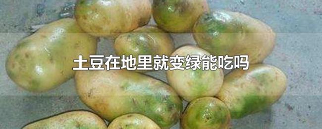 土豆在地里就变绿能吃吗 土豆在地里就变绿能吃吗