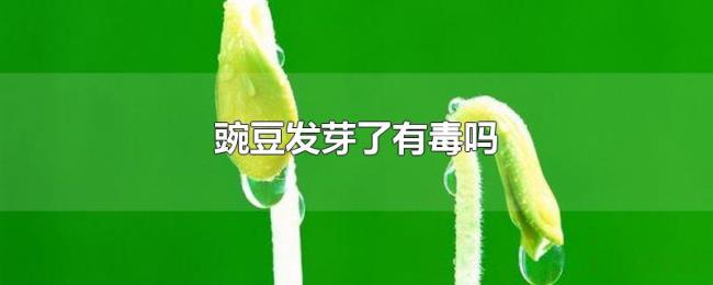 豌豆发芽了有毒吗 豌豆发芽了有毒吗