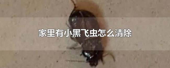 家里有小黑飞虫怎么清除 家里有小黑飞虫怎么清除
