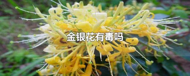金银花有毒吗 金银花有毒吗