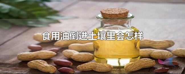 食用油倒进土壤里会怎样 食用油倒进土壤里会怎样