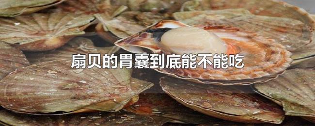 扇贝的胃囊到底能不能吃 扇贝的胃囊到底能不能吃