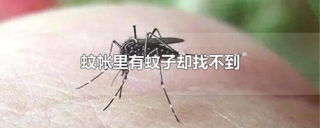 蚊帐里有蚊子却找不到 蚊帐里有蚊子却找不到