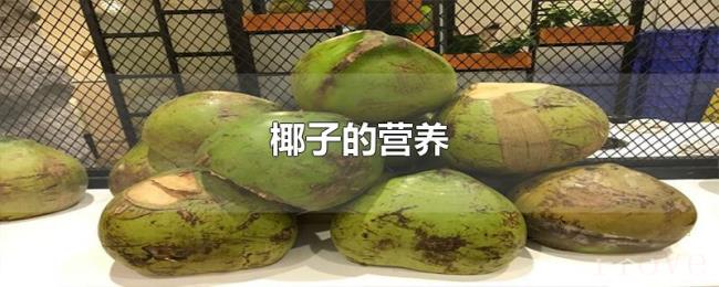 椰子的营养