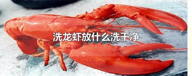 洗龙虾放什么洗干净 洗龙虾放什么洗干净
