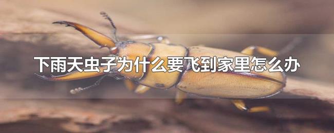 下雨天虫子为什么要飞到家里怎么办 下雨天虫子为什么要飞到家里怎么办