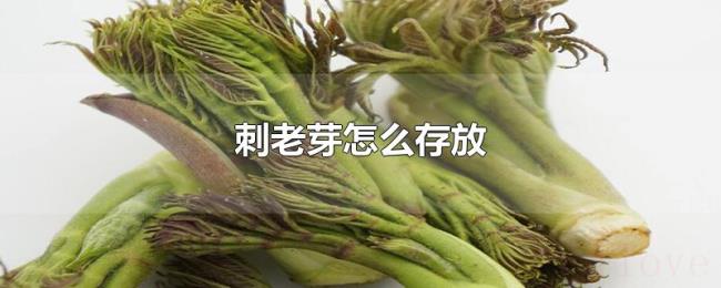 刺老芽怎么存放 刺老芽怎么存放