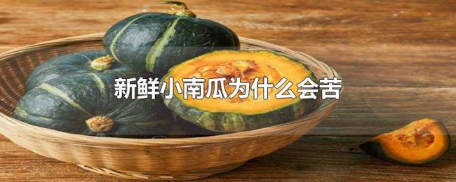 新鲜小南瓜为什么会苦